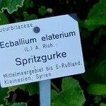 Ecballium elaterium (Other)