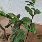 Costus afer Φύλλο