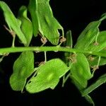 Desmodium purpusii Hoja