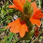 Crossandra massaica 花