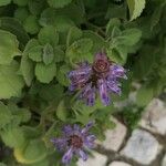 Coleus caninus Flower