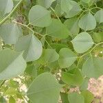 Dalbergia sissoo Blad