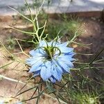 Nigella damascena फूल