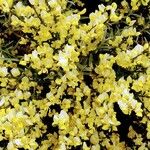 Cytisus galianoi Fula