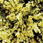 Cytisus galianoi Kwiat