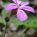 Geranium robertianumЦвят