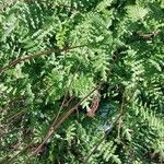 Filipendula vulgaris Blatt