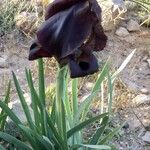 Iris atrofusca Květ