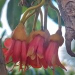 Castanospermum australe Цвят