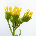 Jacobaea erucifolia Květ
