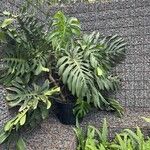 Monstera punctulata Yaprak