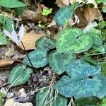 Cyclamen balearicum Leaf