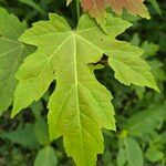 Acer × freemanii পাতা