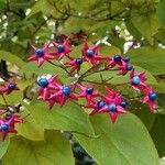 Clerodendrum trichotomum Ліст