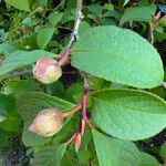 Stewartia pseudocamellia Flor