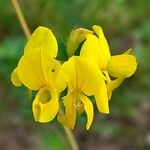 Lotus pedunculatus Flor