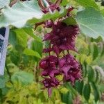 Leycesteria formosaBlomst