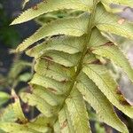 Polystichum munitumBlad