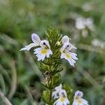Euphrasia officinalis 花