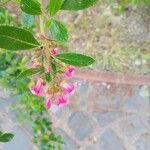 Escallonia rubra Flor