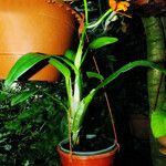 Guarianthe aurantiaca Habitus