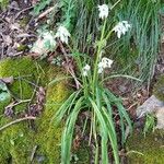 Allium triquetrumFlor