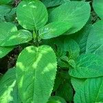 Collinsonia canadensis Hoja
