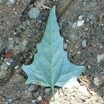 Atriplex sagittata Leaf