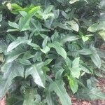 Philodendron bipennifolium Hábito