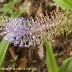 Autonoë madeirensis Λουλούδι