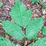 Actaea spicata Levél