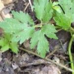 Ranunculus hispidus Leaf