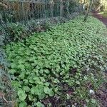 Petasites pyrenaicus Habitus