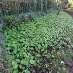 Petasites pyrenaicus Habit