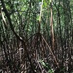 Rhizophora mangle Habitus