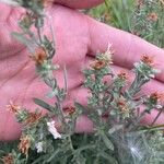 Symphyotrichum ericoidesBlad