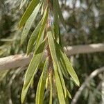 Callistemon viminalis Hoja