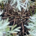 Artemisia schmidtiana Rinde
