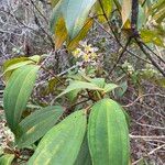 Miconia hypoleuca Habit