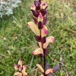 Pedicularis sceptrum-carolinum Flor