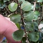 Hemionitis rotundifolia Blatt