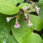 Petasites pyrenaicus ফুল