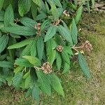 Viburnum rhytidophyllum Цвят