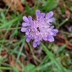 Scabiosa triandra Flower