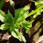 Lysimachia arvensis Blatt