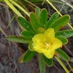 Hibbertia pulchella