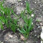 Crocus flavus 葉