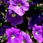 Petunia × atkinsiana Flower