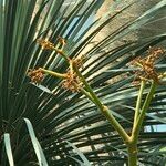 Cyphostemma currorii Vivejo