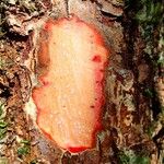 Pycnandra carinocostata Kaarna